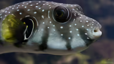 Wie wirkt das Gift der Kugelfische? Ein tiefer Einblick in Tetrodotoxin