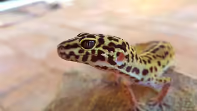 Wieviel kostet die Haltung eines Geckos? Ein umfassender Kostenüberblick für Einsteiger und Fortgeschrittene
