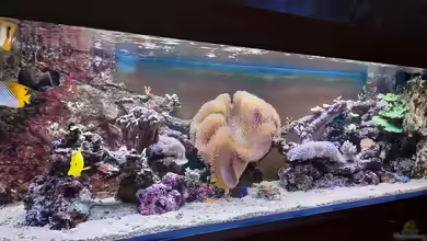 Wieviel kostet ein Aquarium im Monat? Die realen laufenden Kosten eines Aquariums im Detail erklärt