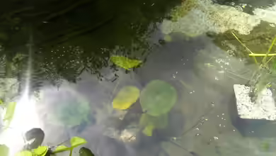 Wieviel Wasser verbraucht ein Gartenteich?