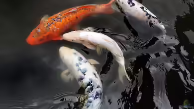 Wieviele Koi-Karpfen können in einem Gartenteich gehalten werden?