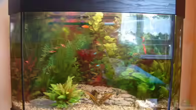 ~Wildtank~ von aquaman29