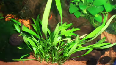 Willis-Wasserkelch im Aquarium pflegen