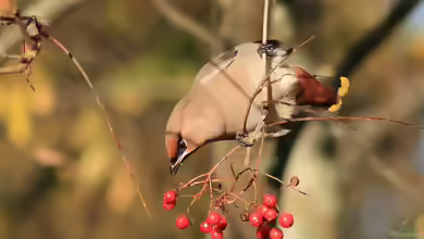 Wintergäste im Garten: Vögel, die aus dem Norden zu uns ziehen