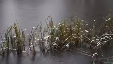 Winterharte Wasserpflanzen – Ein Blick auf ihre unterschiedlichen Überwinterungsstrategien