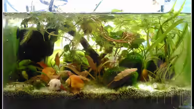 Wirbellose II von mariajudyta