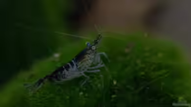 Wirbellose Wohnzimmerdeko von GoreSlayer