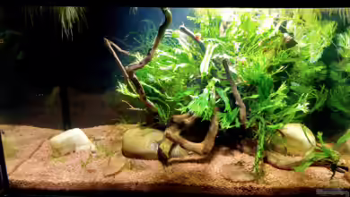 Wirbellosenbecken mit Red Fire Garnelen von Kuller