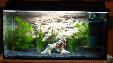 Wirbelloser Traum von firetux