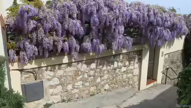 Wisteria sinensis im Garten pflanzen