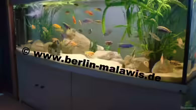 Woha Panorama 672 L von *www.berlin-malawis.de*