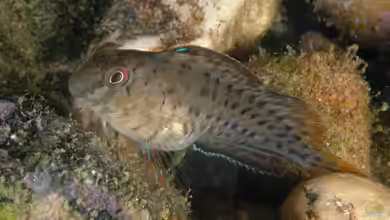 Woher haben Schleimfische ihren Namen?