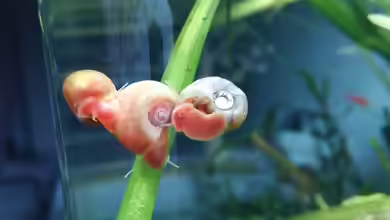 Woher kommen die Mini-Schnecken im Aquarium?
