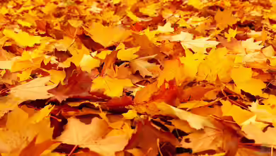 Wohin mit dem Herbstlaub?