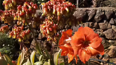 Wohin mit der Amaryllis nach der Blüte?