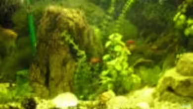 Wohnzimmerbecken von ded