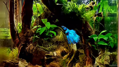 Woodstock von Erik H.