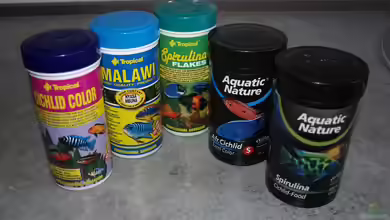 Woran erkennt man hochwertiges Trockenfutter für Aquarienfische?