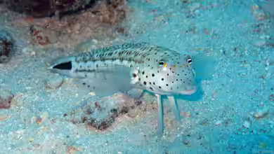 Worauf solltest du beim Kauf des Bodengrunds für ein Meerwasseraquarium achten?