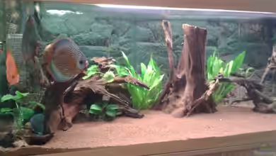 World of Dreams II von Don Jupp