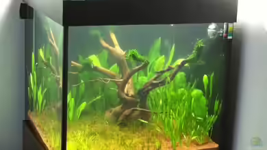 Würfel 216l von Wischi