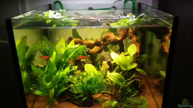 Würfel 300 Liter von Daniel N