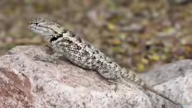 Wüsten-Stachelleguan im Terrarium halten