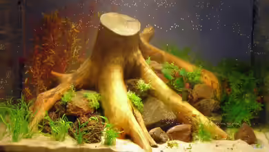 Wurzelbecken von Sini