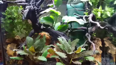 Wurzelwald von Krabbi