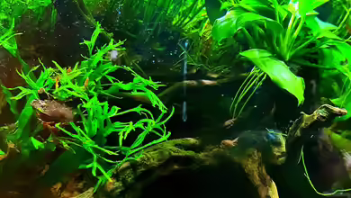 Wurzelwald von Markus Praher