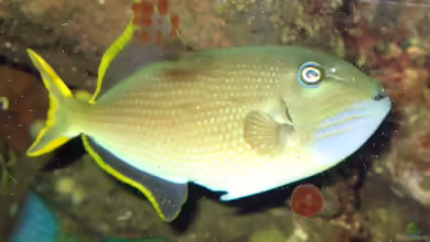 Xanthichthys auromarginatus im Aquarium halten