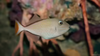 Xanthichthys caeruleolineatus im Aquarium halten