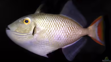 Xanthichthys greenei im Aquarium halten