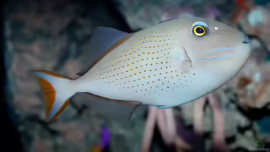 Xanthichthys ringens im Aquarium halten