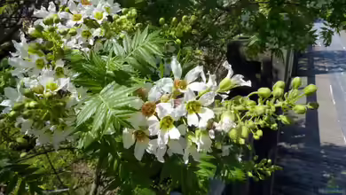Xanthoceras sorbifolium im Garten pflanzen