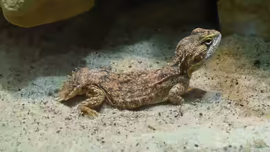 Xenagama taylori im Terrarium halten