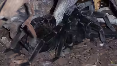 Xenesthis immanis halten