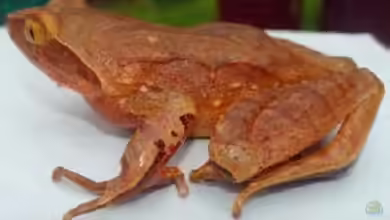 Xenophrys glandulosa im Terrarium halten