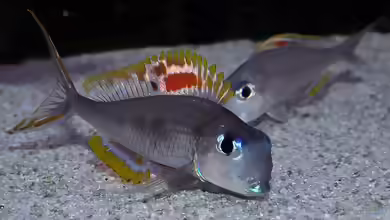 Xenotilapia: filigrane Sandcichliden aus dem Tanganjikasee