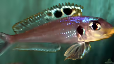 Xenotilapia bathyphilus im Aquarium halten
