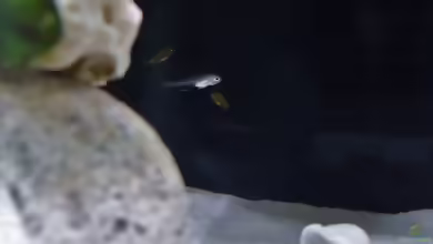 Xenotilapia nigrolabiata im Aquarium