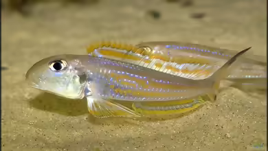 Xenotilapia ochrogenys im Aquarium
