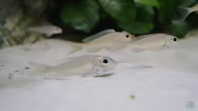 Xenotilapia ornatipinnis im Aquarium