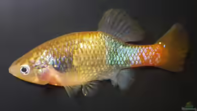 Xenotoca doadrioi im Aquarium halten