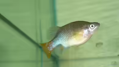 Xenotoca eiseni im Aquarium halten