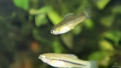 Xiphophorus cortezi im Aquarium halten