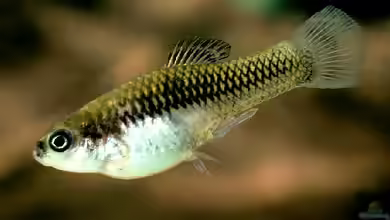 Xiphophorus couchianus im Aquarium halten