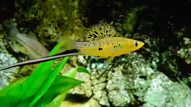 Xiphophorus montezumae im Aquarium halten
