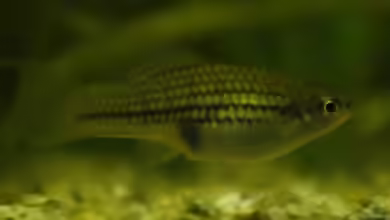 Xiphophorus nezahualcoyotl im Aquarium halten