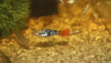 Xiphophorus variatus im Aquarium halten